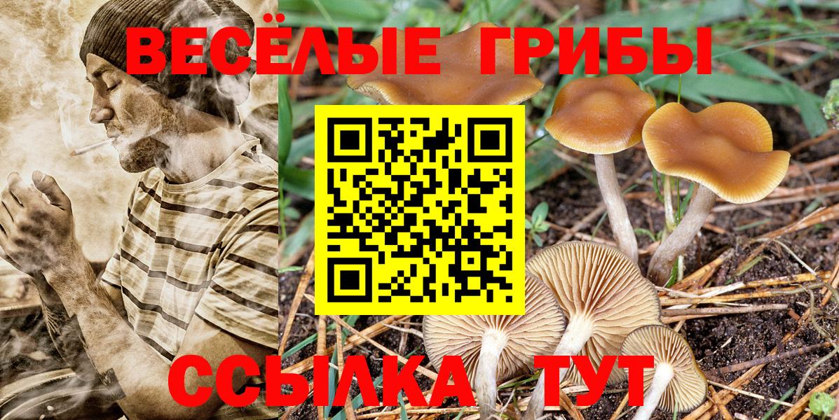 Псилоцибиновые грибы Cubensis  Вход с VPN  Арзамас 